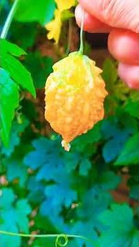 Momordica Charantia #nature #frutas #fruit #plantas #plants #food #momordica #salud