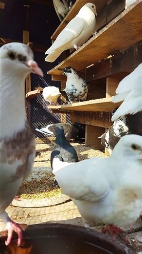 The One-in-a-Million "Marble" Pigeon 🎨🧬 Rare Patterns #shorts #kabootar #kabutar #birds #fun#fy #yt