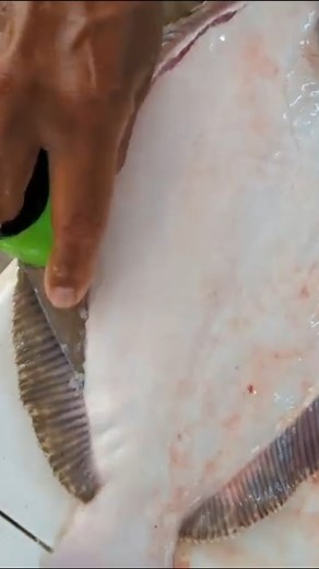 4.5K views · 28 reactions | The Proper way to Fillet a Halibut! -...