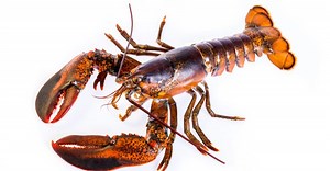 Male vs. Female Lobster