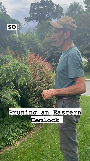Warren Lewis on Instagram: "The best time to prune an Eastern hemlock is around this time if year as you’re still going to get new growth. 🍃 We appreciate all of your DMs with questions around gardening and landscaping topics. #landscaping #gardening #trimming #trees #hedge"