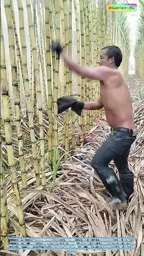 « De la boue à l'or sucré : un nettoyage de 30 secondes qui augmente la teneur en sucre de 15 % »