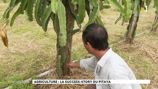501K views · 5.1K reactions | Connu sous les noms de fruit du dragon ou pitaya, on retrouve ce fruit sur les étales des marchés guyanais. Retrouvez le reportage de Guyane la 1ère, qui est allé à la rencontre de Chia Thor, un producteur de pitaya.⤵ | La 1ère | Facebook