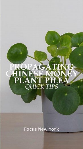 Propagating Chinese Money Plant Pilea in 30 Seconds! #propagation #chinesemoneyplant