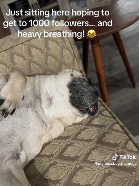 Pig, Luca & Bug the Pugs on TikTok