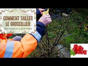 How and when to prune currant bushes (all varieties) for an abundant harvest?