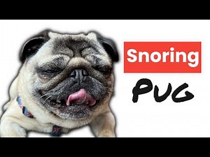A Cute Pug Making Snoring Pug Dog Sound 🥰