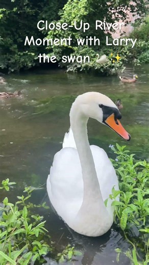 Larry the Swan Up Close 🦢💛 | Peaceful River Moment