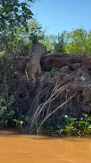 107K views · 2.1K reactions | Hoje dia foi com esses dois machos mas...