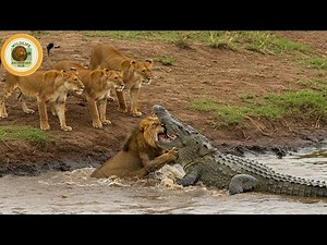 Masai Mara – The endless war of predators | Wildlife Documentary Hub