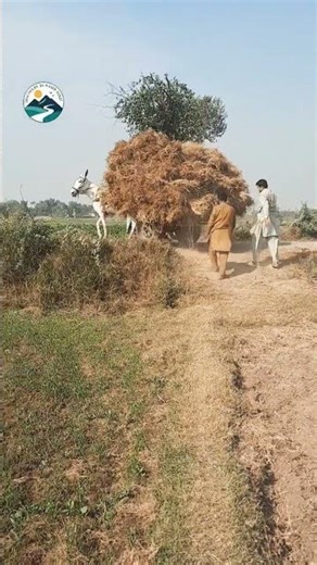 # Donkey carriage shorts# agriculture lifestyle #fields work# Discovery by Nasir Niazi