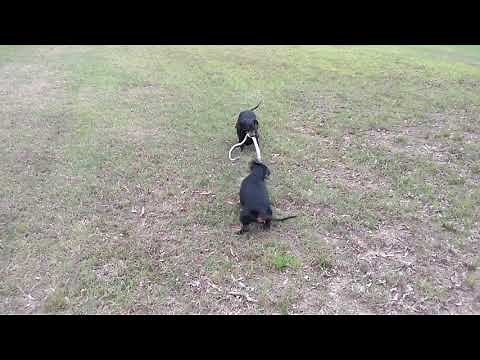 Dachshunds Killing Snake
