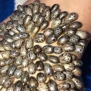 21K views · 183 reactions | Tick Removal: A Step-by-Step Guide #Ticks | Luke Herrera | Facebook