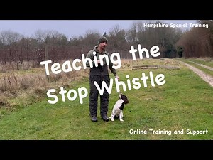 Teaching your dog to stop "Gundog basics series"