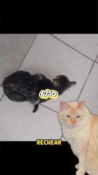 The most difficult cat name I've ever seen.