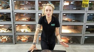 2.5K views · 60 reactions | We have a huge selection of Rosy Boas in stock right now and most are on sale. A few though like the Snow and Anery, we have just one left on (the exact ones in this video!) | LLLReptile & Supply | Facebook