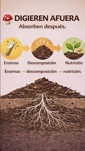 El reino fungi #hongoscomestibles #hongos #pachafungi #mushroom