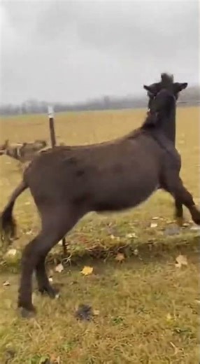 Donkey aggressive charge saves calf from predator wolf