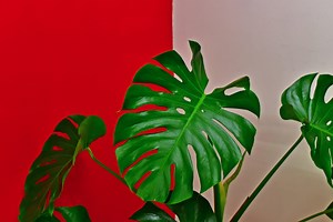 Swiss cheese plant: your guide to this easy-care, Instagrammable houseplant