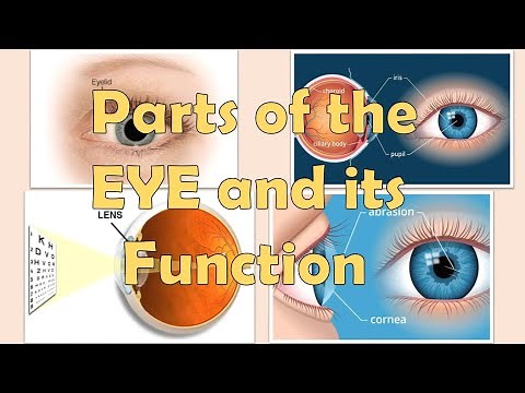 Parts of the Eye and Its Functions I Science Grade 3.