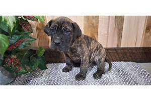 Dudley - Great Dane Puppy 594547