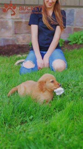 Murphy - 3 - AKC Dark Red American Golden Retriever Puppy | Buckeye Golden Retrievers