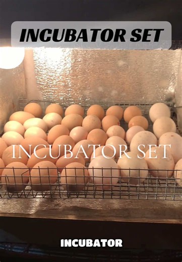 Complete Guide to Building Your Own Incubator Set