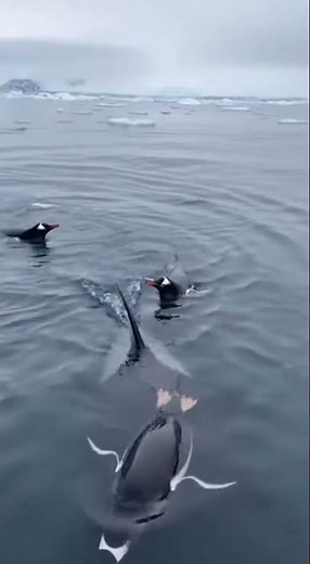 Penguin Escapes Orca Attack by Seconds!