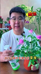 Save Your Roses! Quick Solutions for Insect Infestations