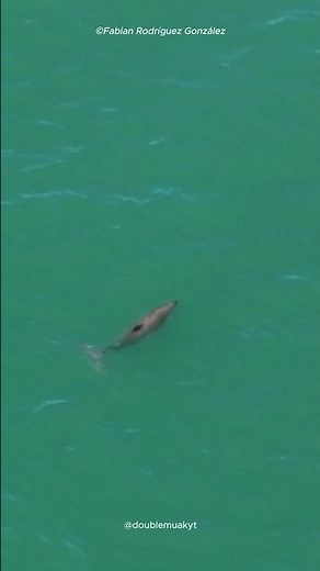 Is That a Dolphin? Meet the World’s Rarest Sea Creature! 🤔