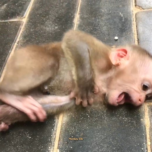 Oh No! Looks Poor Baby Monkey Angry Of Me 😢🥹🐒 | Baby Monkey Life
