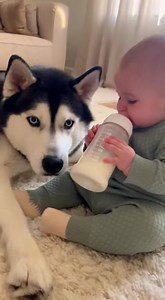 Fluffy Baby Husky Enjoys the Sunshine 🌞🐶 #BabyAndHusky #BabyAndDog #HuskyLove #CuteBabyMoments #BabyAndPets #HuskyLife #FluffyHusky #BabyGoals #DogAndBabyFriendship #HuskyVibes #CutenessOverload #BabyDaily #PetLovers #HuskyWorld #ViralReels #TrendingNow #CutePetReels #BabyReels #DogReels #HuskyReels #InnocentMoments | The Husky Nanny