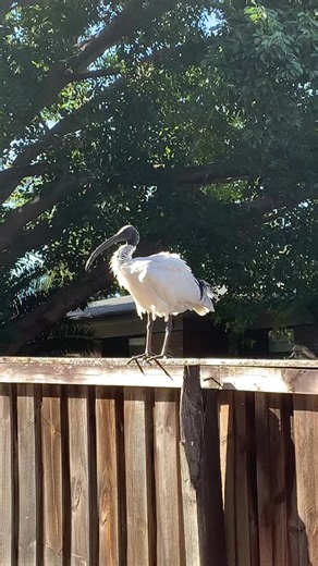 This bin chicken is preaching to the choir! 😉 A lot of these items can get mistakenly put in the recycling or general waste bin. The good news? We take all mentioned! Each have a pathway to getting recycled. ♻️ Visit resmart.co to learn more. #recycling #batteryfires #sustainability #waste #reuse | Resmart