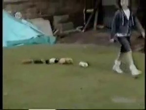 Animal accidents compilation..