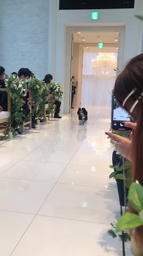 とってもかわいいリングドッグ🐶 - 結婚式前撮り犬の素晴らしいおすすめ動画