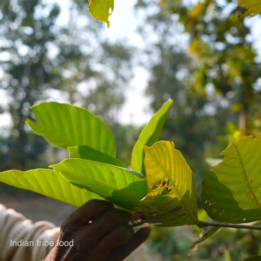 Smoke Coconut chicken curry | village style coconut chicken recipe using shal tree leaves | village food Part 2 | Indian tribe food