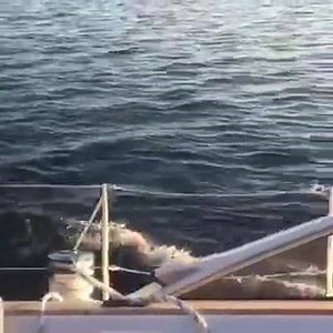 Hallberg-Rassy 40 Mk II sailing | Hallberg-Rassy