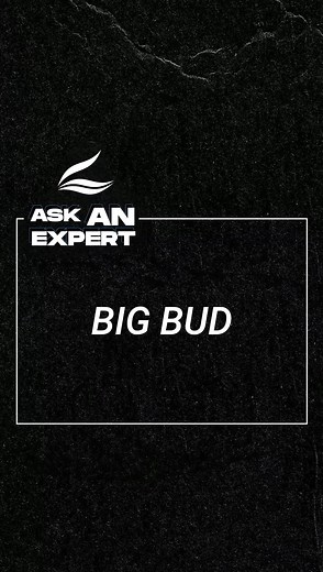 1.2K views · 41 reactions | Big Bud® is the best-selling bloom...