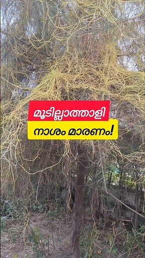 പരാദം! Parasitic Cuscuta Dodder Plants Wonderful Facts #parasite #cuscuta #dodder #plants #facts
