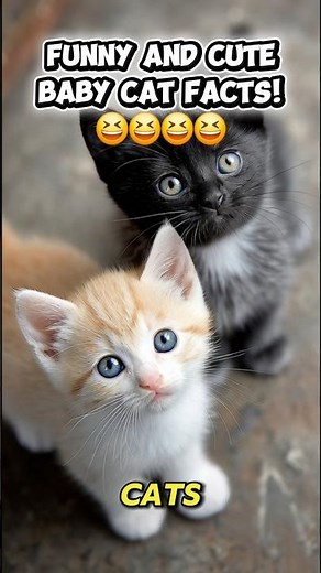 Cutest Baby Cat Facts You Won’t Believe , The Last one is Insane!😻🐾#BabyCats#CatFacts#CuteKittens