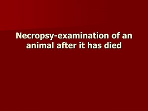 Necropsy-examination of an animal after it has died - SlideServe