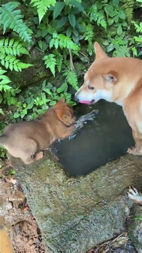 Take your pastoral dog puppy puppy, Chinese pastoral dog puppy