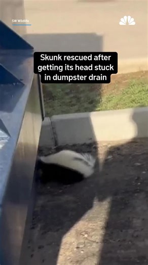 Wildlife rescuers in Arizona spent nearly an hour freeing a skunk whose swollen snout got stuck in a dumpster drainage hole after it went searching for food. #nbcla | NBC LA
