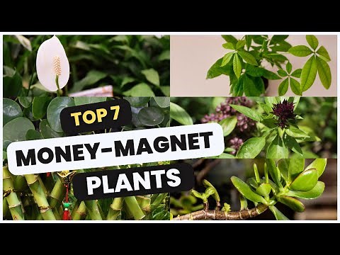 Top 7 Money-Magnet Plants to Attract Wealth and Positive Energy! 💰🌿