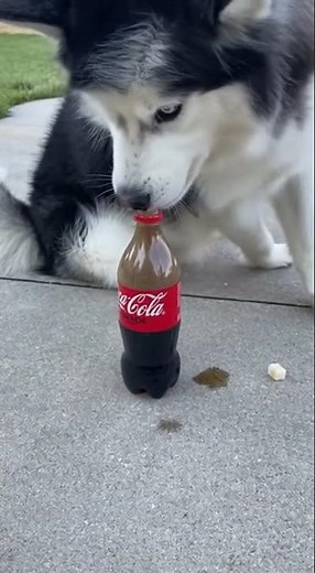 When Coke Fights Back! 😂🐶 #cuteanimals #animals #kindnessiscool