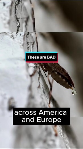 Understanding the Brown Marmorated Stink Bug