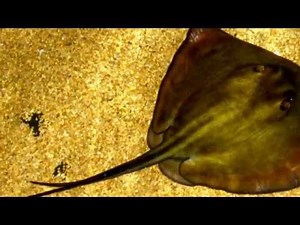 Stingray facts:15 Facts About Stingrays