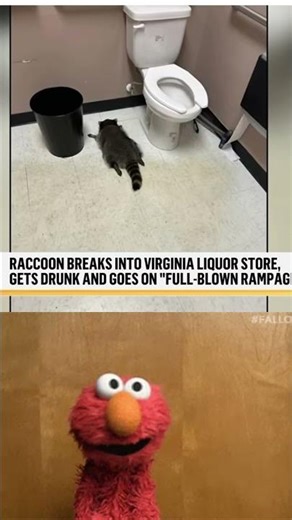 Viral Drunk Racoon Burglar Passed with a Hangover in the Bathroom