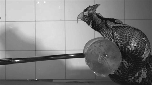 Slow-motion footage reveals secrets of snake bites