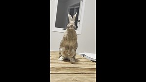 House Rabbit Wiggles Nose
